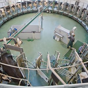 cow milking parlor