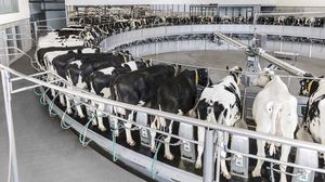 rotary milking parlour 1