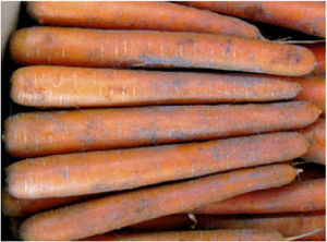 autumn carrot seeds