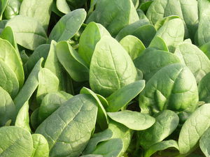 hybrid spinach seeds