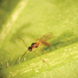 against aphids wasp