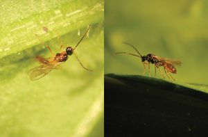 against aphids wasp