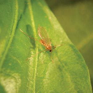 against aphids wasp