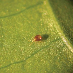 against Thrips mite