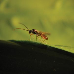 against aphids wasp