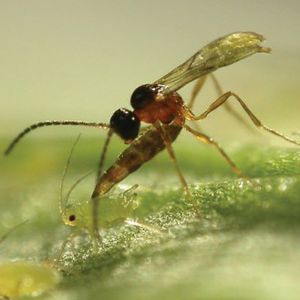 against aphids wasp