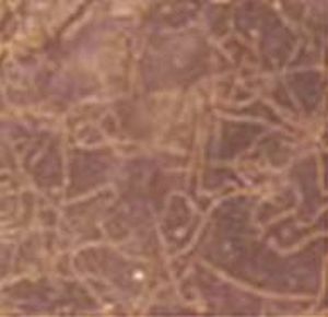 against fly nematode