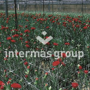 plant support netting / polypropylene