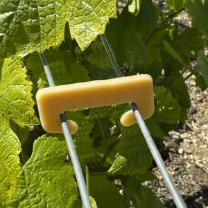 vineyard staple