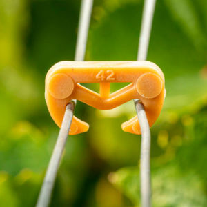 vineyard staple