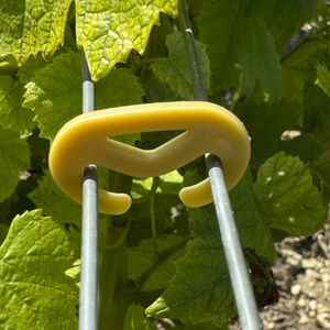 vineyard staple