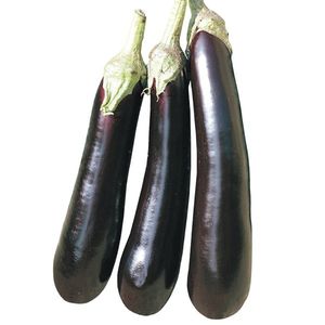early eggplant seeds