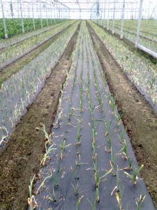 biodegradable plastic mulch