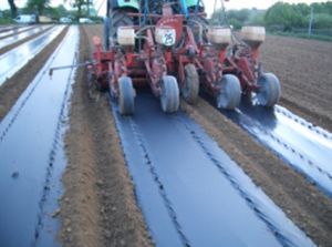 transparent plastic mulch