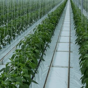 greenhouse sheeting