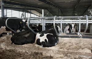 adjustable-width cow cubicle