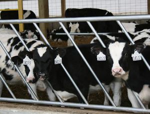 calf feeder panel