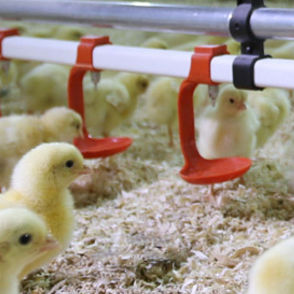 poultry drinker