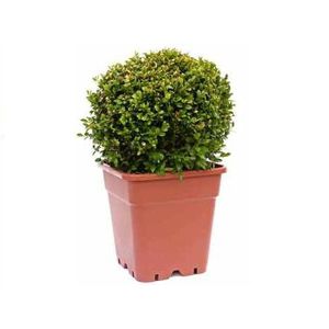 plastic pot