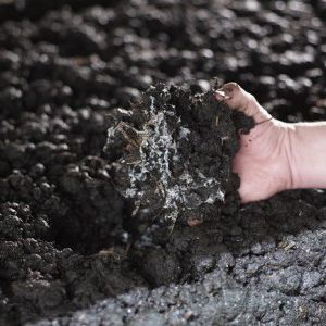 peat growing medium