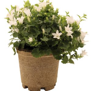 plant-based pot