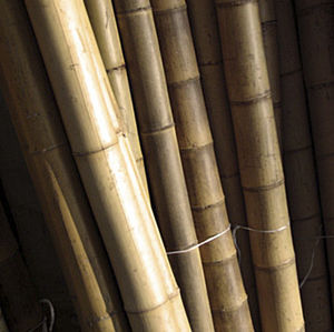 bamboo plant stake