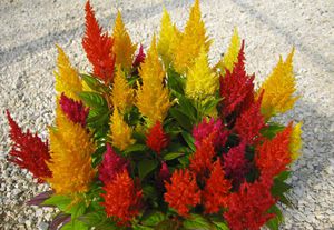 annual floral seeds