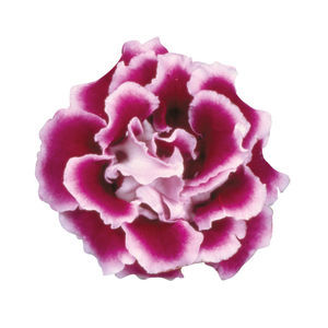 annual floral seed
