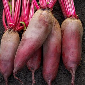 edible beet seed 1