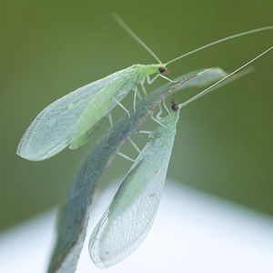 against aphids lacewing