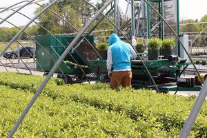 nursery plants trimming machine