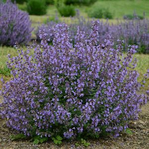 perennial floral plants