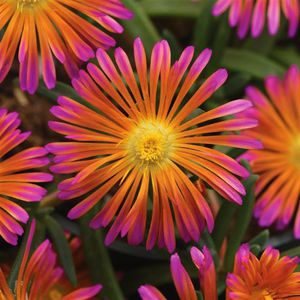 perennial floral plant 1