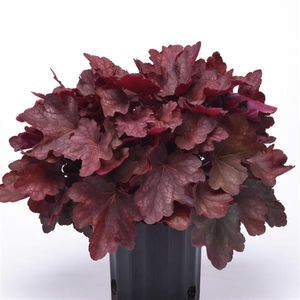 perennial floral plants