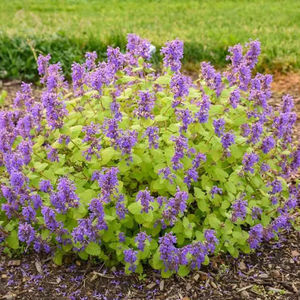 perennial floral plants