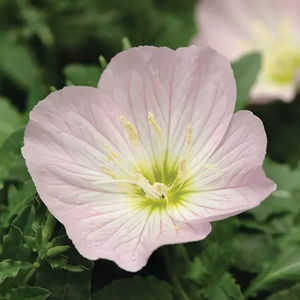 perennial floral plant 1