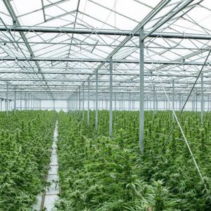 venlo greenhouse