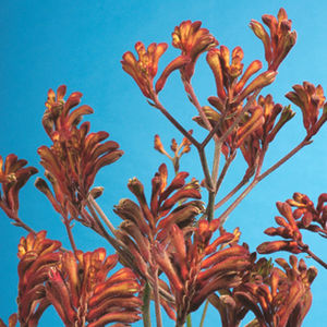 yellow floral plants