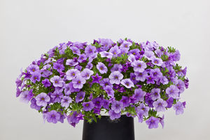 white floral plants