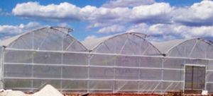 multi span greenhouse