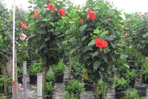 flower bed flowering shrub