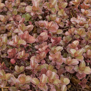 perennial green plant