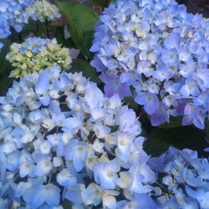 flower bed flowering shrub