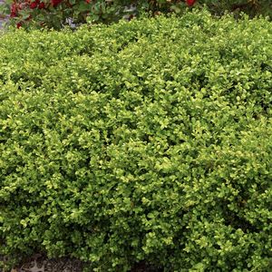 hedge shrub