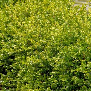 hedge shrub