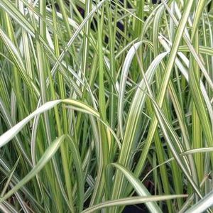 perennial green plant