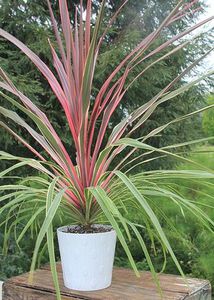 perennial green plant