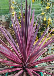 perennial green plant
