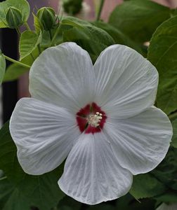 perennial floral plants