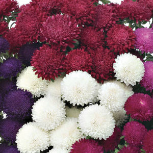 perennial floral plants